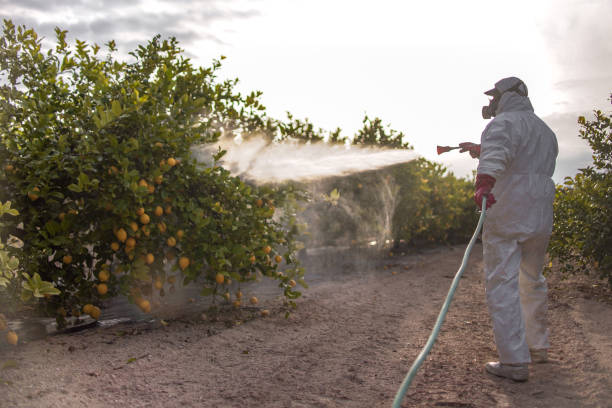 Best Affordable Pest Control Services  in Mcnary, AZ
