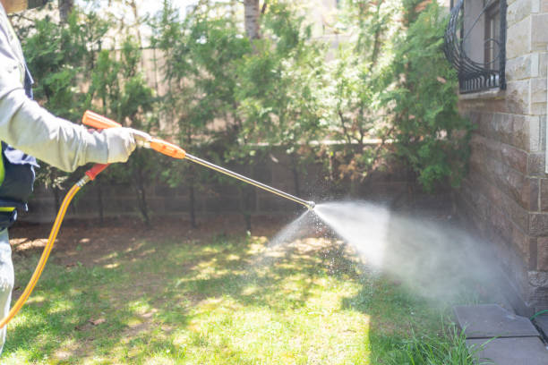 Best Termite Control Services  in Mcnary, AZ