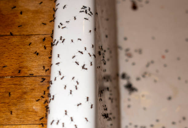 Best Ant Control Services  in Mcnary, AZ