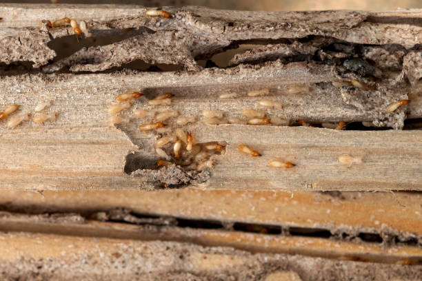 Best Bird Control  in Mcnary, AZ