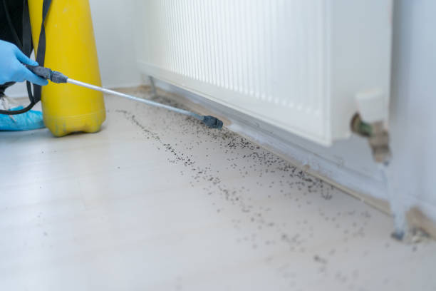 Best Mosquito Control Services  in Mcnary, AZ