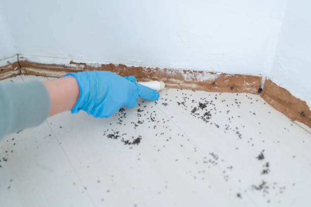 Best Residential Pest Control  in Mcnary, AZ
